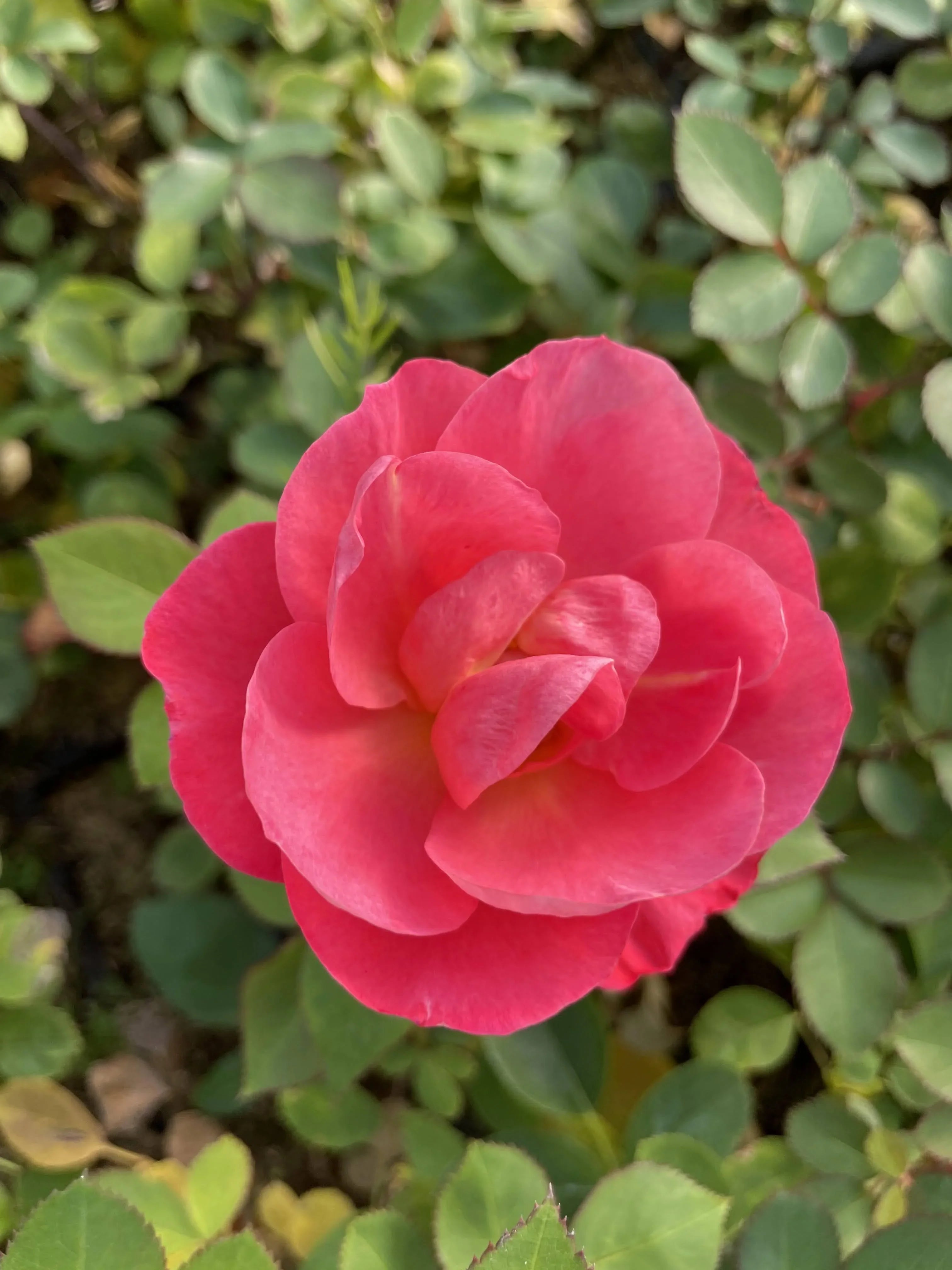 Jumbo Pint Cinnamon Hearts Rose (Rosa) Live Shrub, True Red Flowers